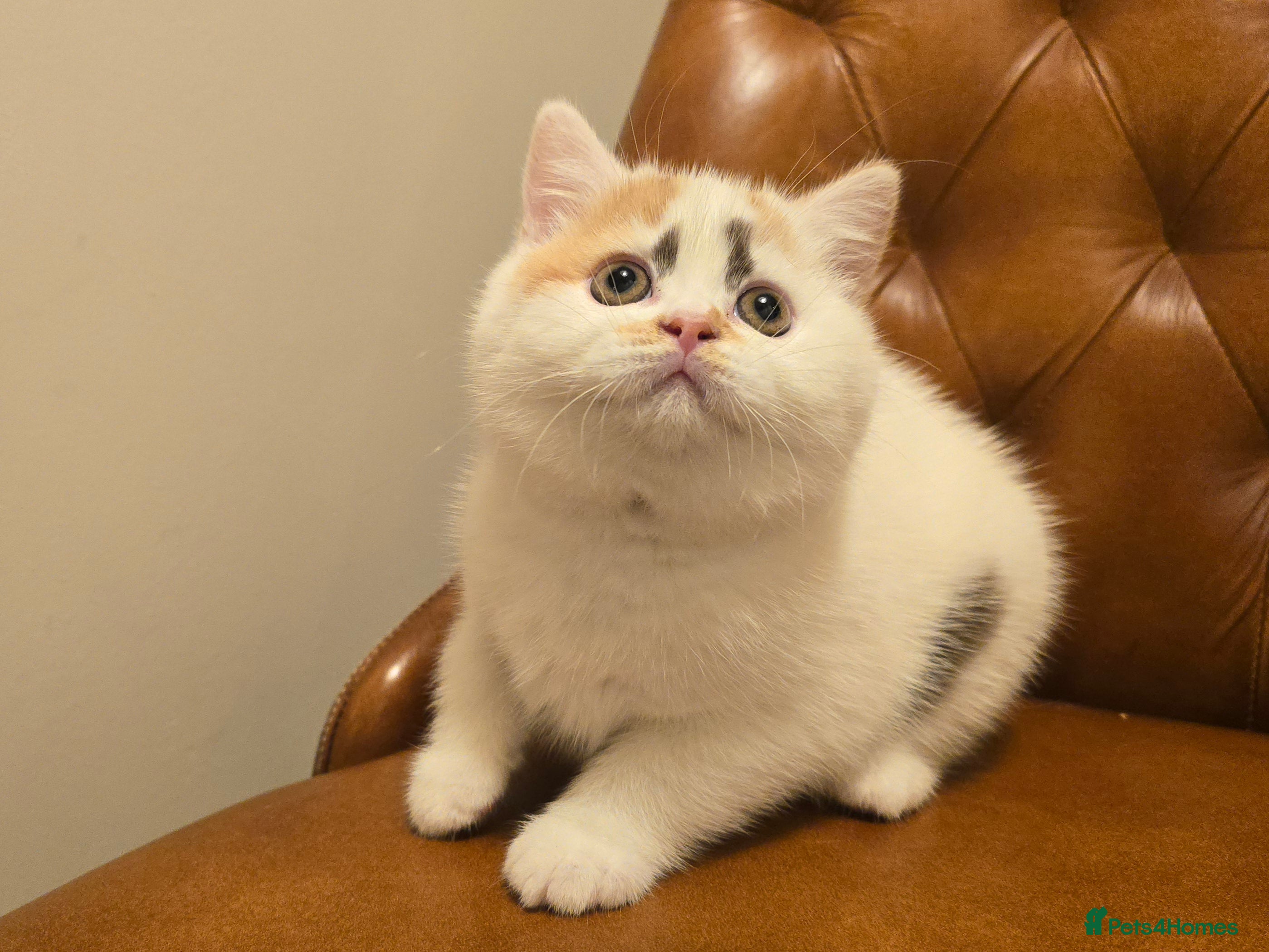 British Shorthair cats Stunning British Shorthair Kittens  - Advert 11