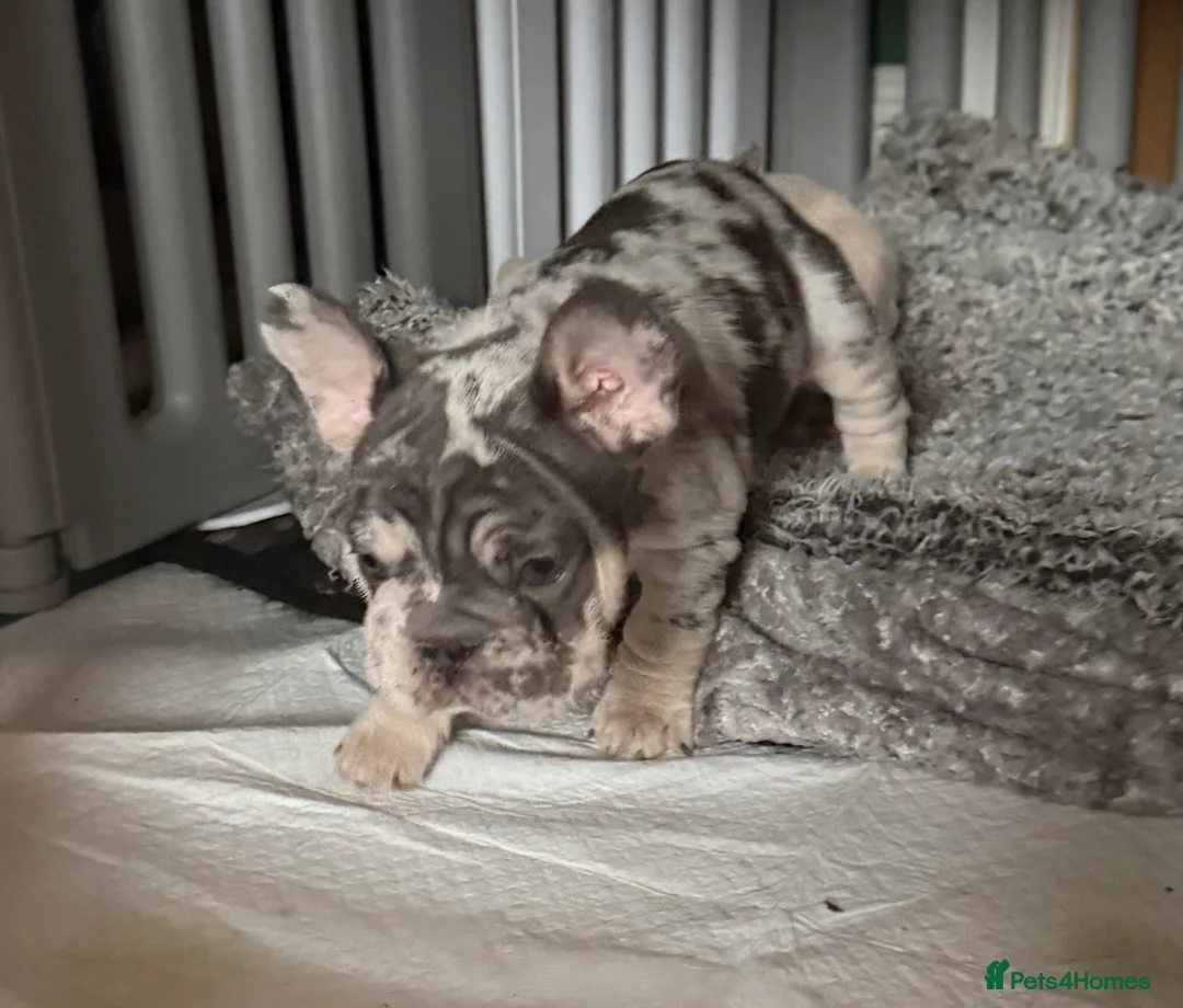 French Bulldog dogs for sale: French bulldog puppies  - Advert 8