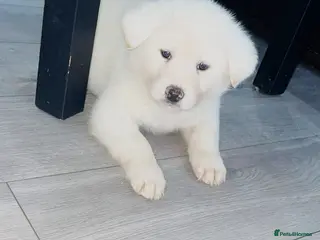 Japanese Akita Inu dogs Japanese Akita Inu - Advert 1