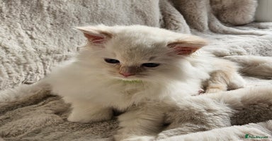 Ragdoll cats - Advert 9