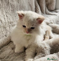 Ragdoll cats - Advert 9