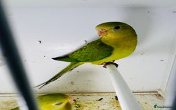 Parakeets birds for sale: Young pair of Barraband parakeet  - Image 3