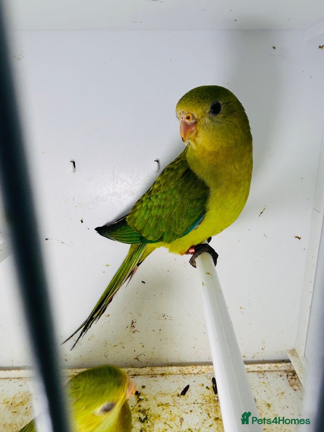 Parakeets birds for sale: Young pair of Barraband parakeet  - Image 3