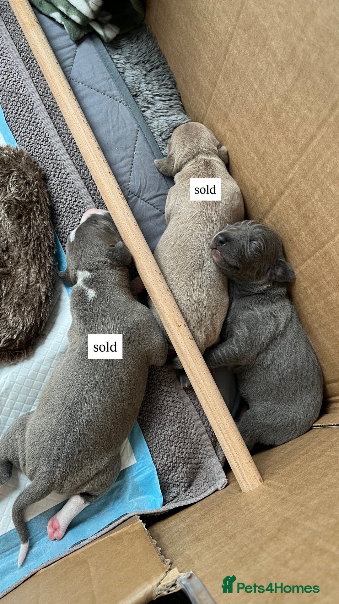 Italian Greyhound dogs for sale: 1 Italian Greyhound Puppy Girl / Bitch For Sale! - Image 7