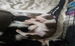 Border Collie dogs for sale: 9 border collie pups  - Image 3