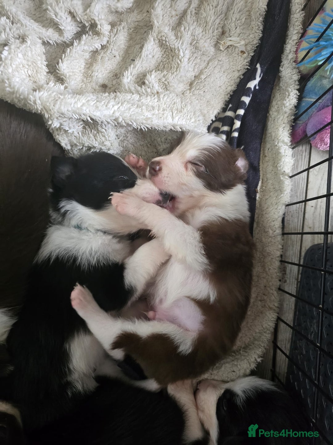 Border Collie dogs for sale: 9 border collie pups  - Image 3