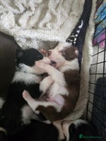 Border Collie dogs - Advert 6