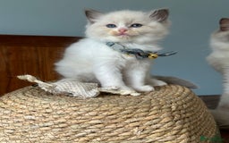 Ragdoll cats for sale: TICA Registered Ragdoll Kittens - Image 27