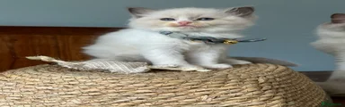 Ragdoll Kitten 6