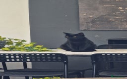 Domestic Shorthair cats for sale: Panda & Soots 2 Gorgeous Older Kittens - Image 2