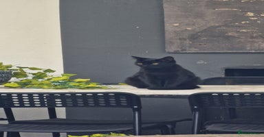 Domestic Shorthair cats - Advert 16