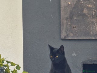 Domestic Shorthair cats - Advert 5