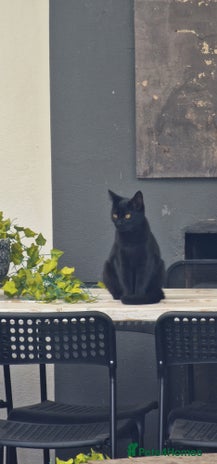 Domestic Shorthair cats - Advert 1