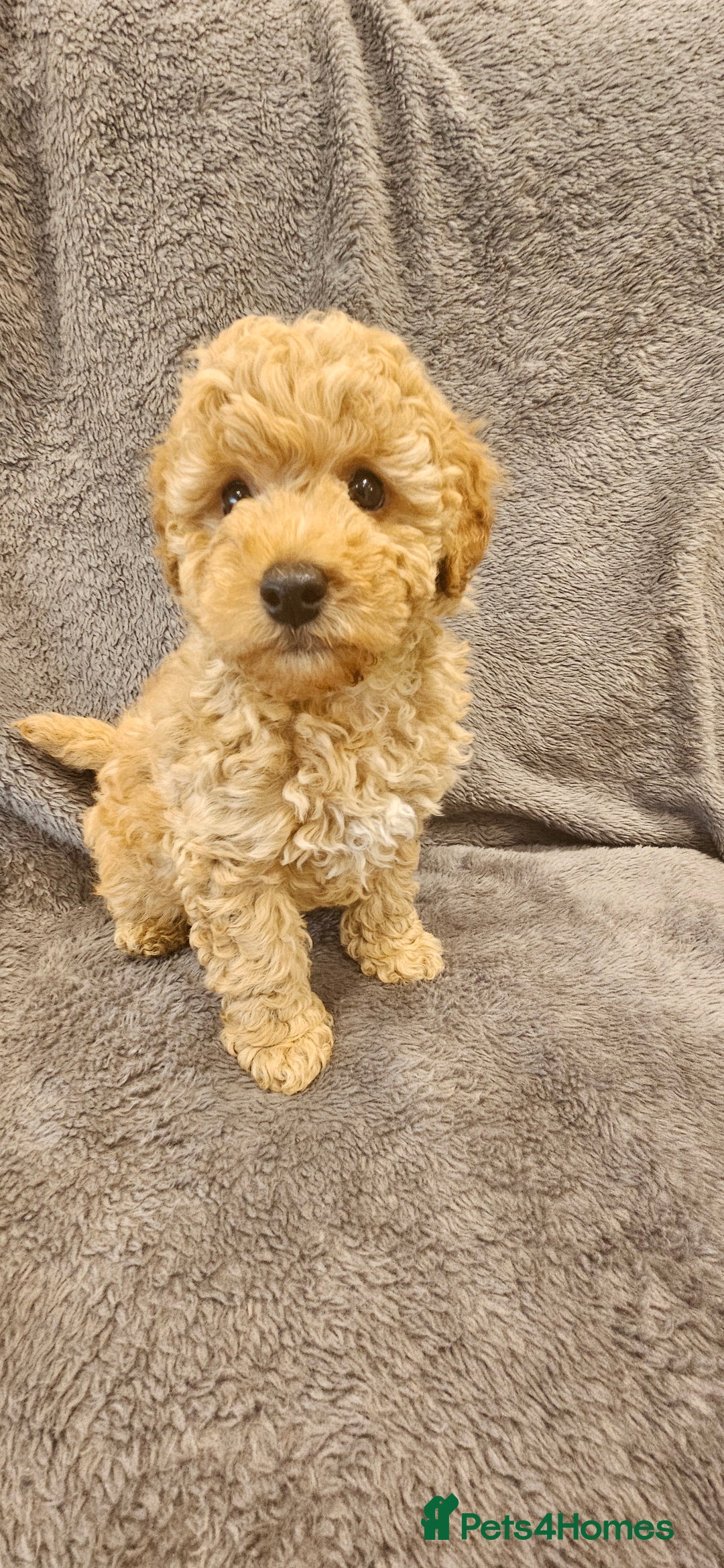 Toy Poodle dogs for sale: Beautiful Toy Poodle Puppies - Advert 2