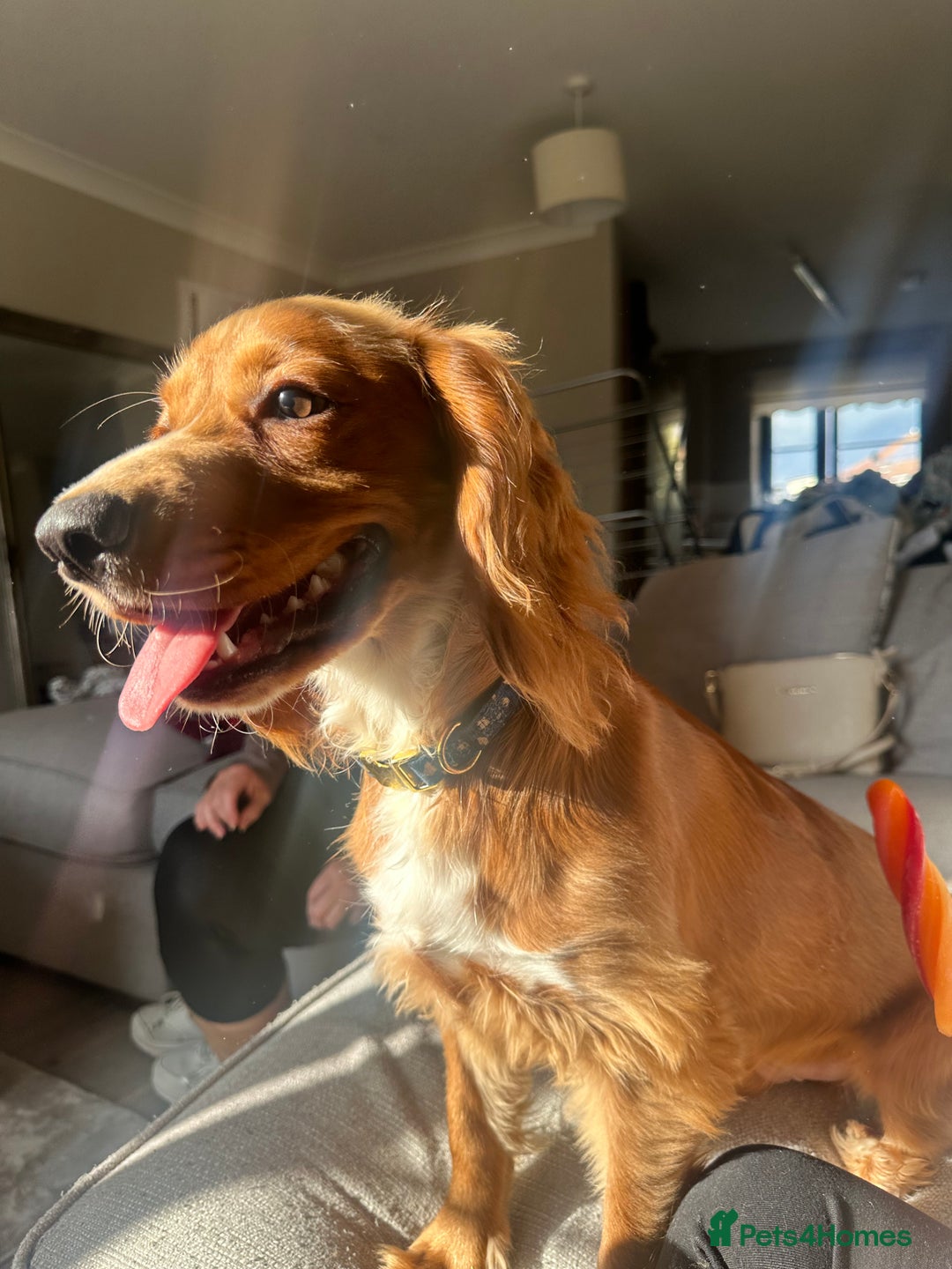 Cocker Spaniel dogs for sale: Male Cocker spaniel  - Advert 3