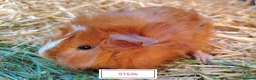 Guinea Pig rodents for sale: Stunning Baby Guine Pigs (sows and boars)  - Advert 9