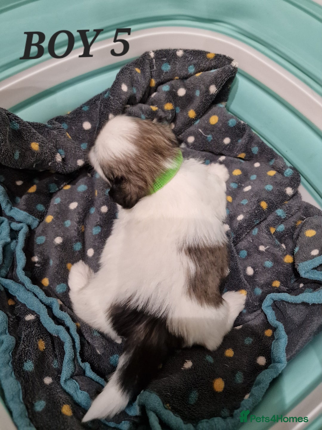Shih Tzu dogs for sale:  2 lovely girls Shih Tzu Puppies!  - Advert 11