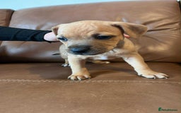 Mixed Breed dogs for sale: Staffie bullweiler puppies  - Image 12