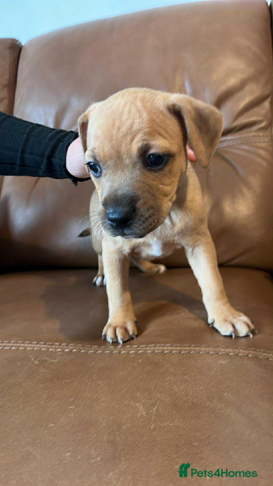 Mixed Breed dogs for sale: Staffie bullweiler puppies  - Image 12