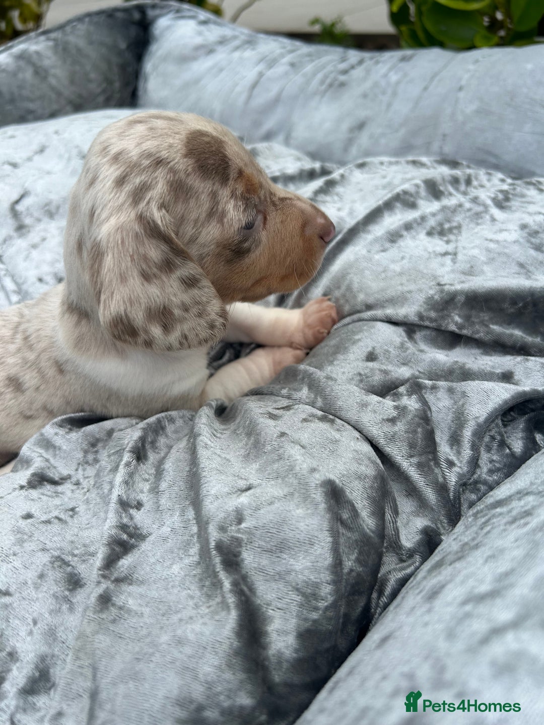 Miniature Dachshund dogs for sale: Ready Today! Miniature Dachshund Puppies  - Image 7
