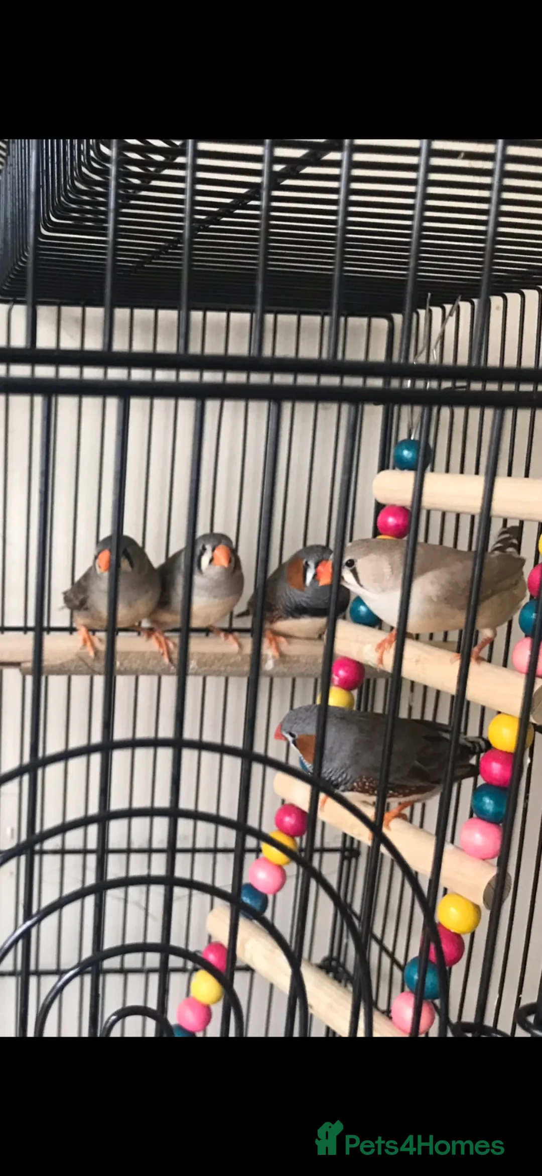 Finches birds for sale: Zebra finches in Reading - Advert 2