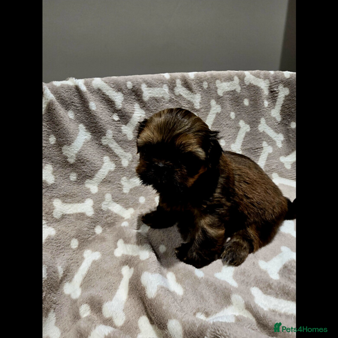 Shih Tzu dogs for sale: outstanding purebred Shih Tzu puppies ready to go - Advert 5