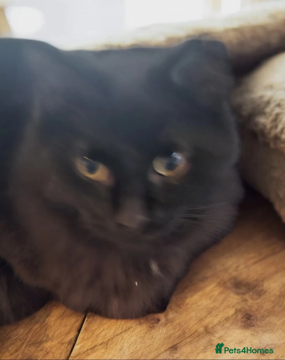 Domestic Shorthair cats for adoption: Lovely Bonded Pair looking for a very special home - Advert 6