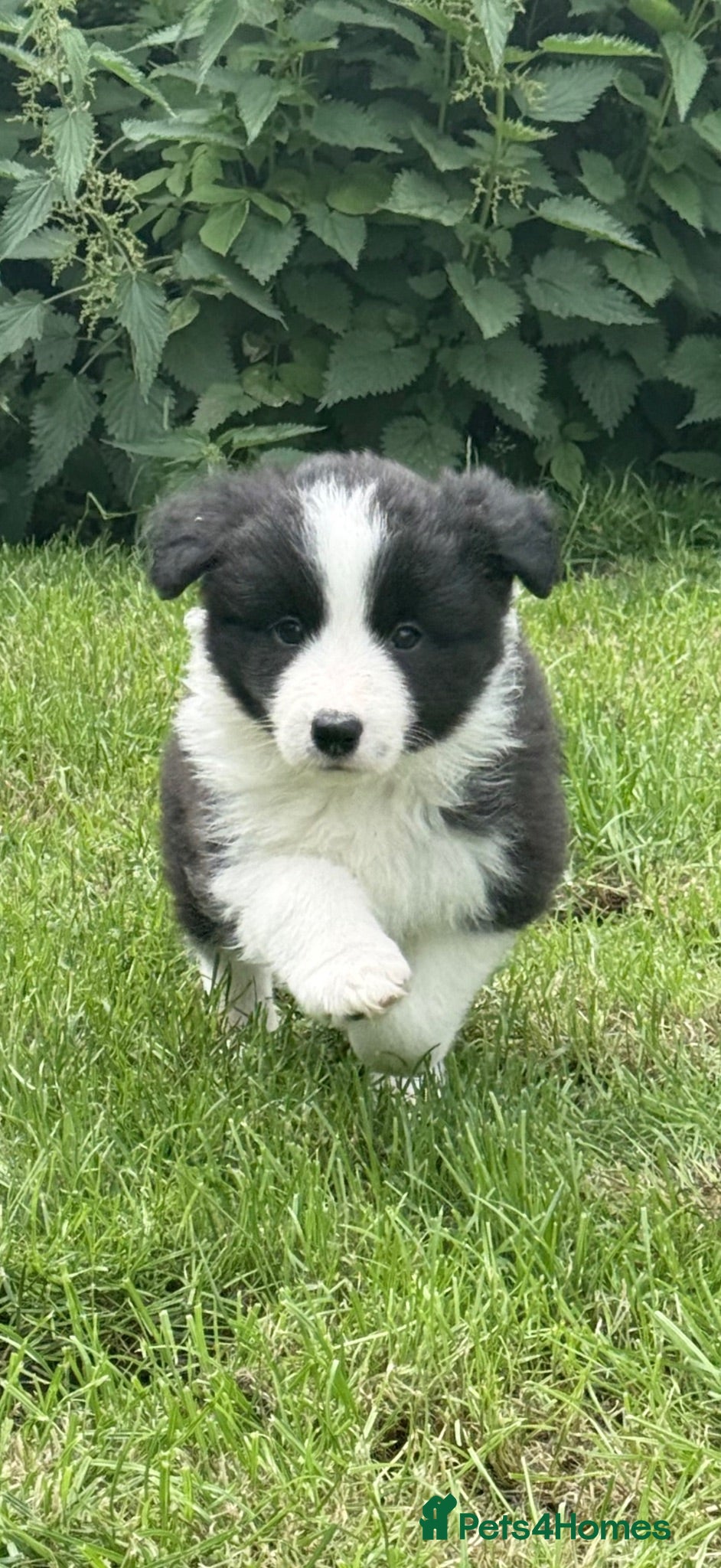 Border Collie dogs Beautiful border collie puppies - Advert 15