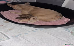 Mixed Breed dogs for sale: French bulldog x Dachshund  - Advert 12