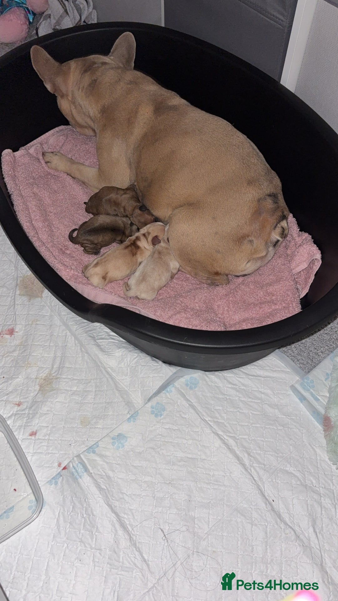 Mixed Breed dogs for sale: French bulldog x Dachshund  - Advert 12