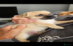 Chihuahua dogs for sale: Chihuahua puppies looking for their Forever Homes  - Image 15
