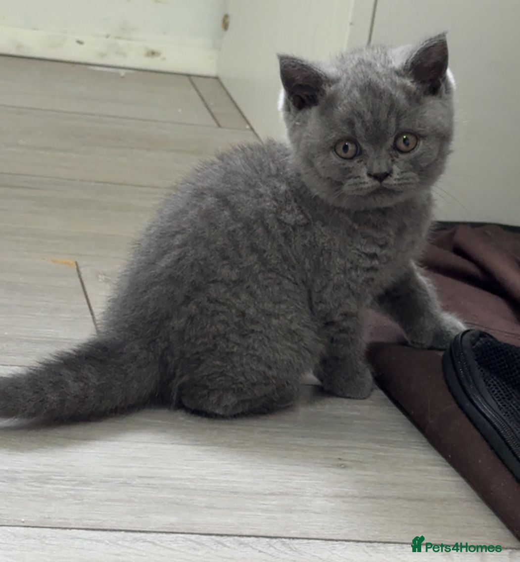 British Shorthair cats Beautiful British Shorthair Kittens – Famiy Raised in Thornton Heath - Advert 15