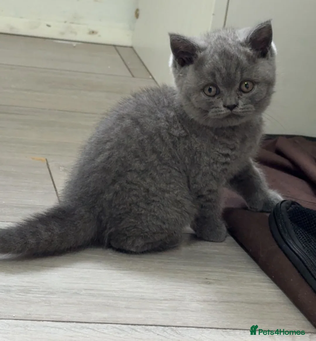 British Shorthair cats for sale: Beautiful British Shorthair Kittens – Famiy Raised in Thornton Heath - Advert 1
