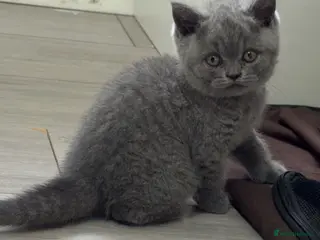 British Shorthair cats Beautiful British Shorthair Kittens – Famiy Raised in Thornton Heath - Advert 1