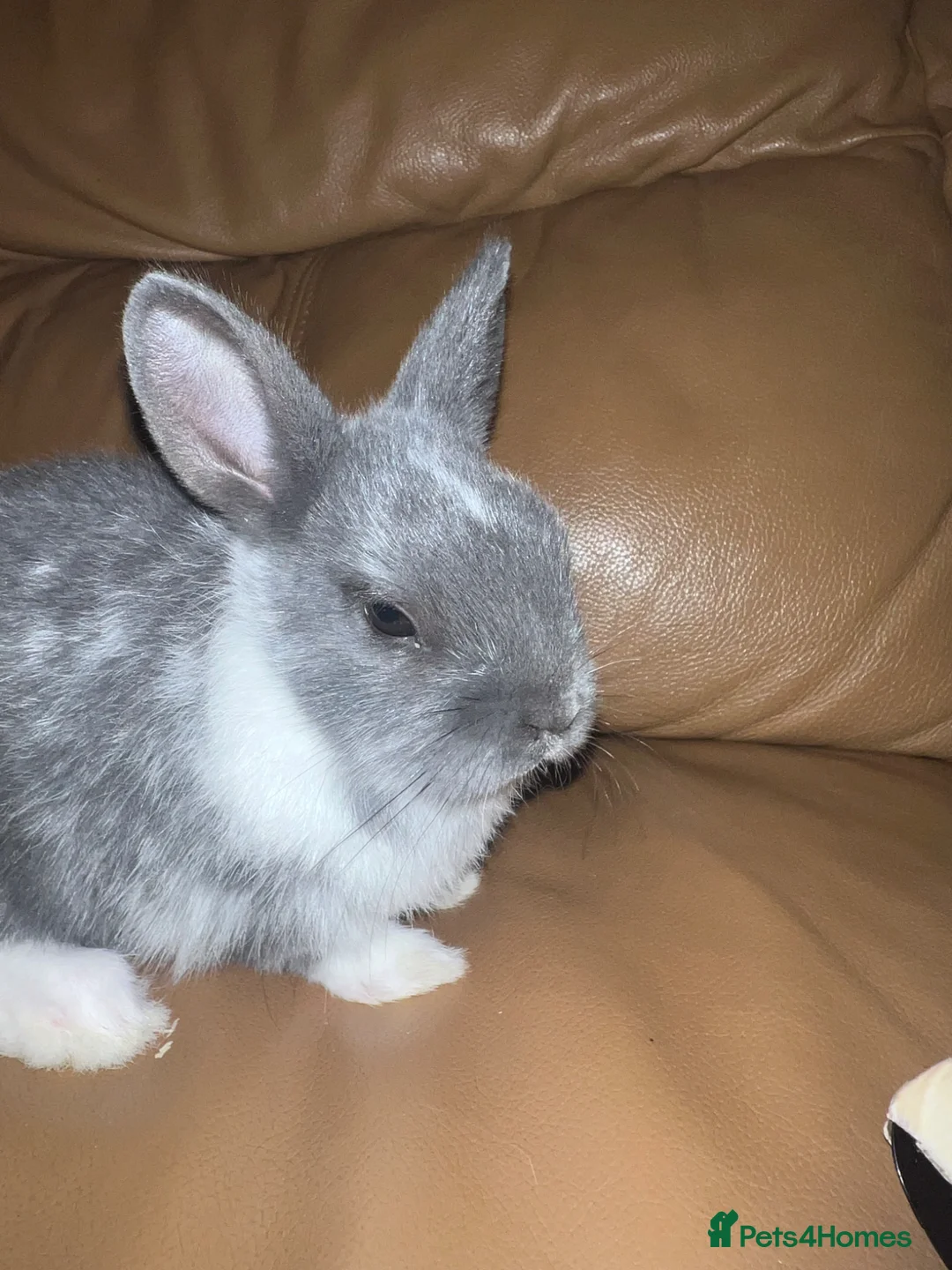 Netherland Dwarf rabbits for sale: Grey and white and black and white  in London - Advert 5