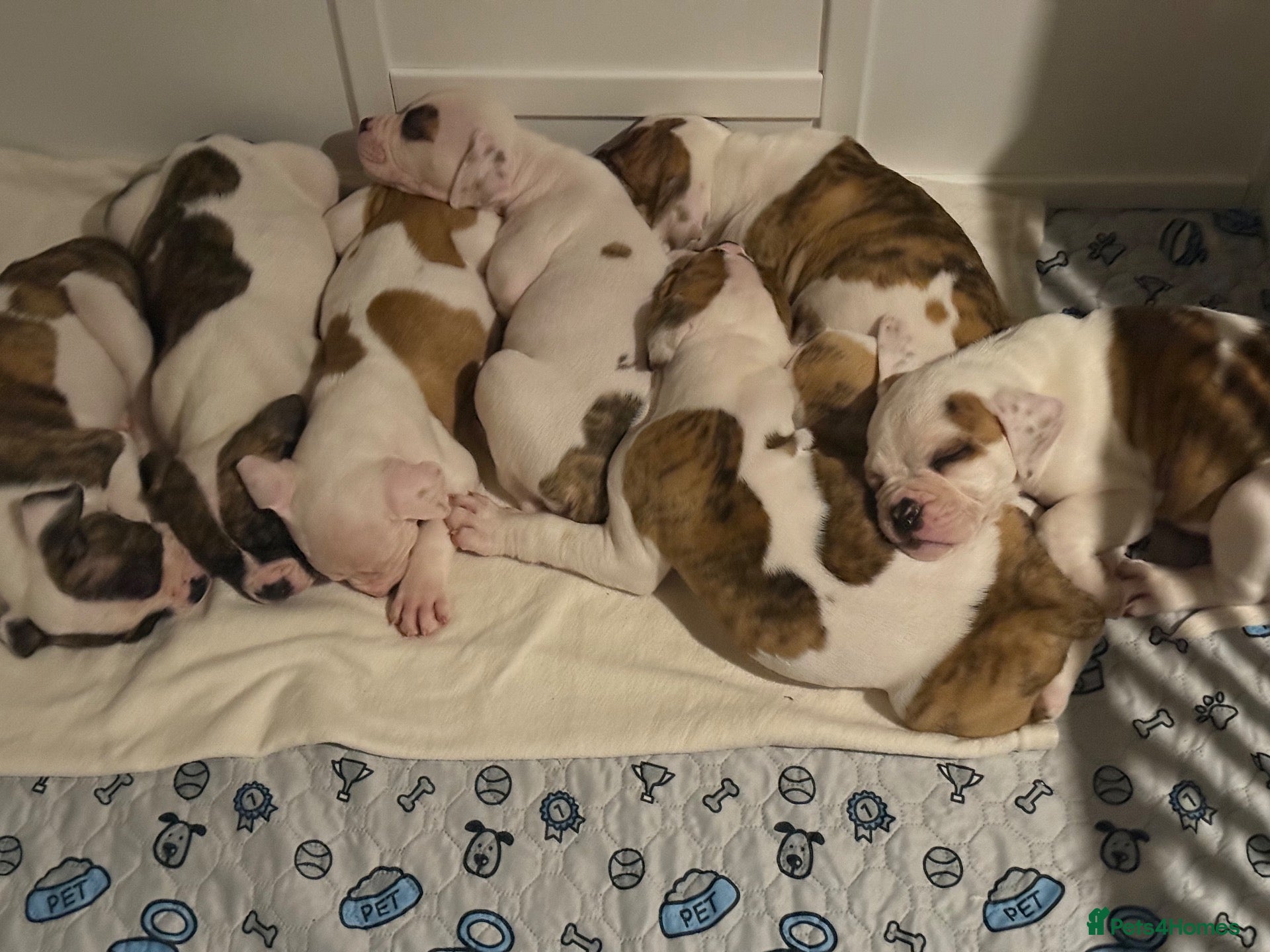 American Bulldog dogs 2 Puppies Left!!! - Advert 13