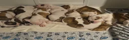 American Bulldog dogs for sale: NEBBR American Bulldog  - Advert 1