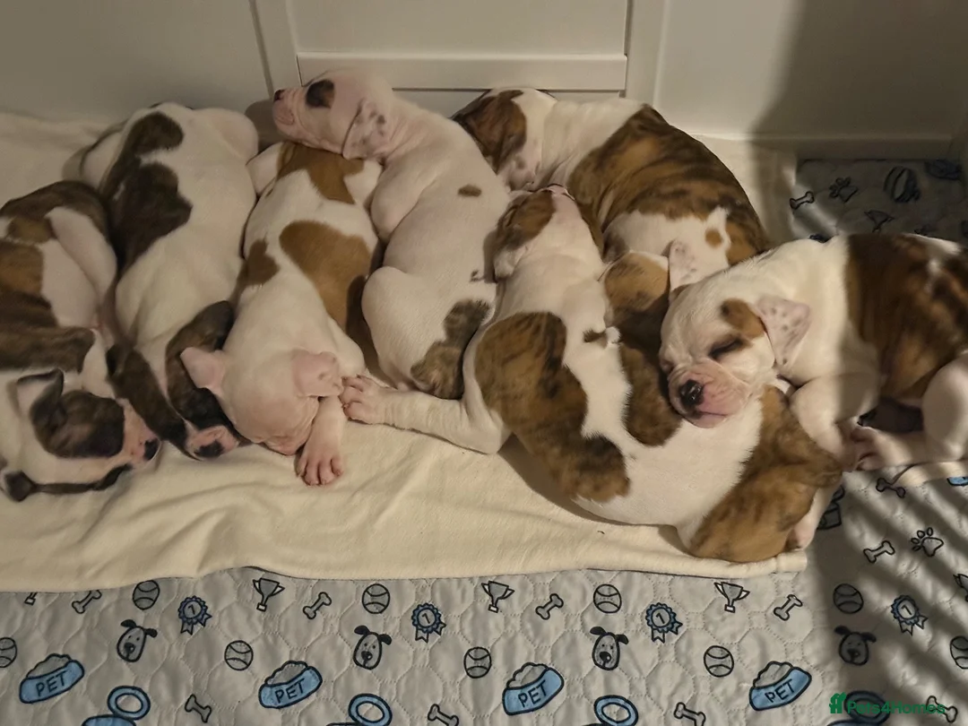 American Bulldog dogs for sale: NEBBR American Bulldog  - Advert 1