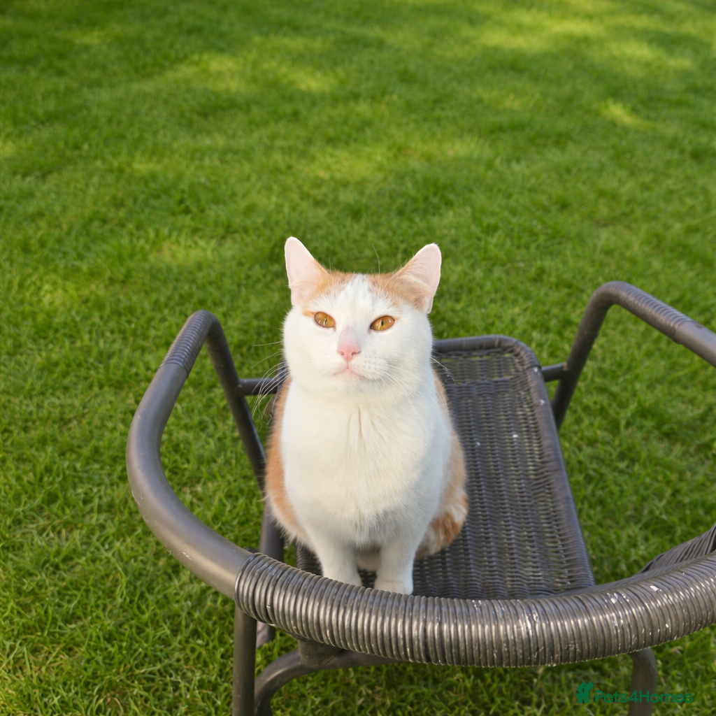 Mixed Breed cats Beautiful cats  - Advert 2