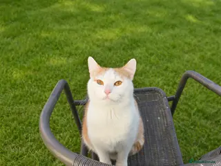 Mixed Breed cats Beautiful cats - Advert 9