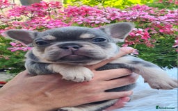 French Bulldog dogs for sale: Big Perm, fluffy and furnished frenchies  - Image 29