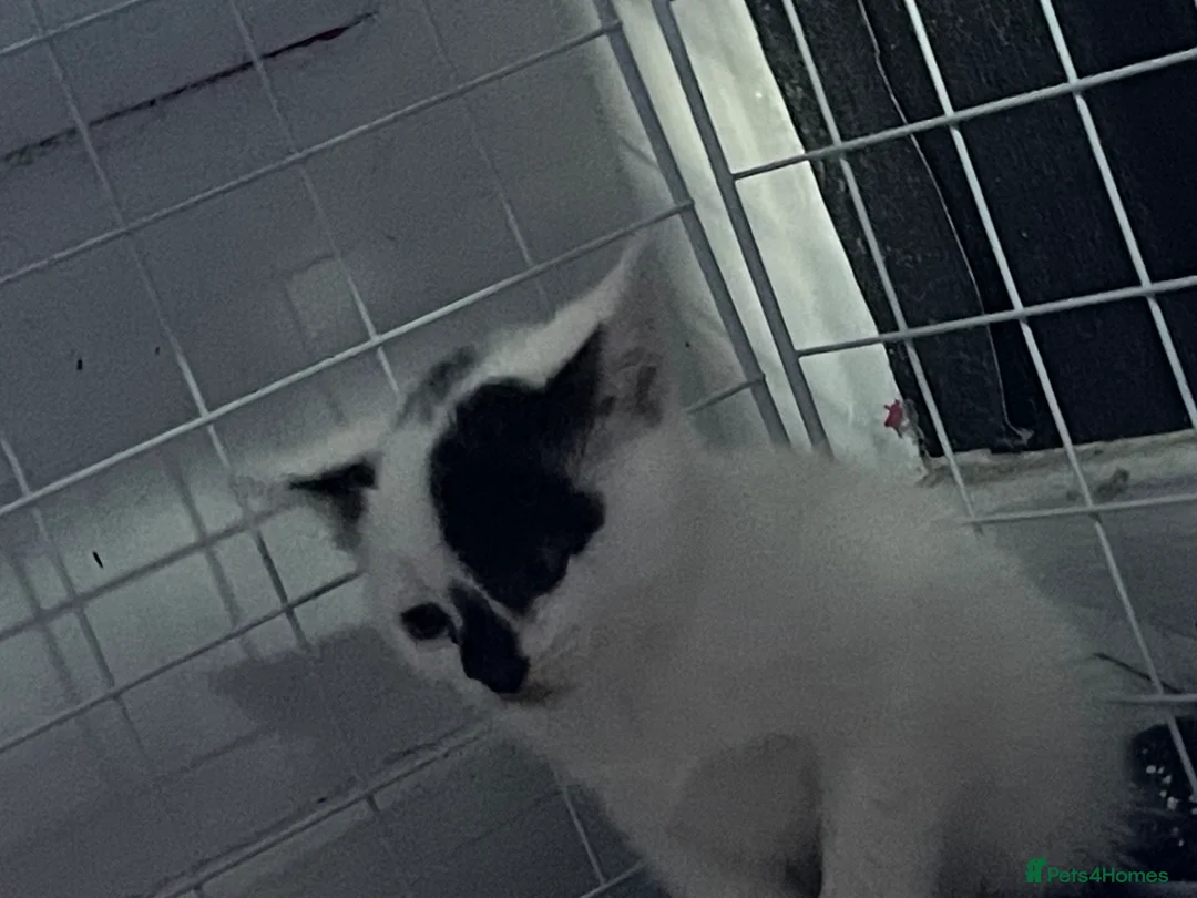 Mixed Breed cats for sale: Mixed coloured kittens available  - Advert 8