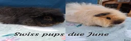 Guinea Pig rodents for sale: Black Swiss & Buff Cali Baby Guinea Pig Boys  - Advert 10