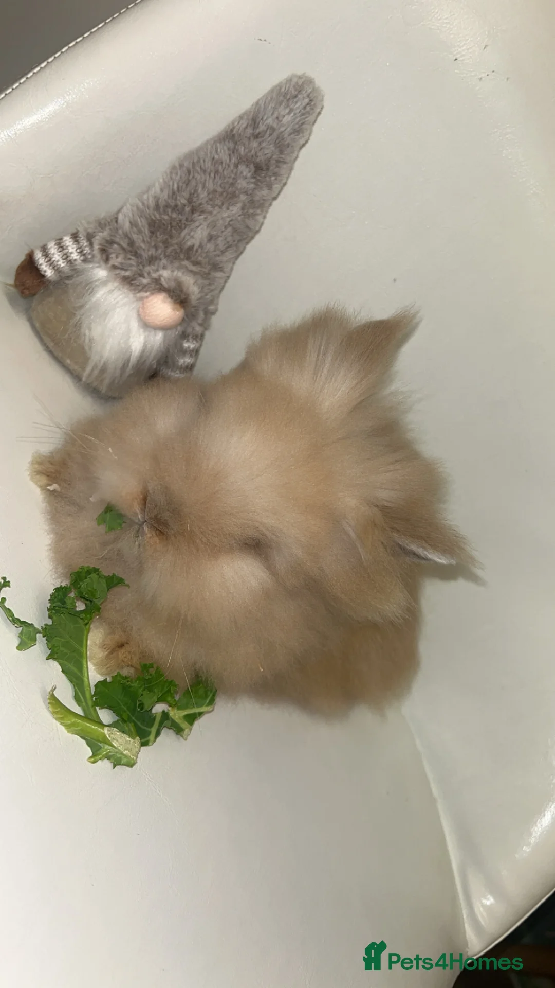 Lionhead rabbits for sale: Double maned lion heads  - Advert 3