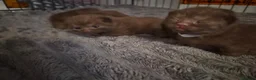 British Shorthair cats for sale: Beautiful chocolate british short haired kittens  - Advert 5