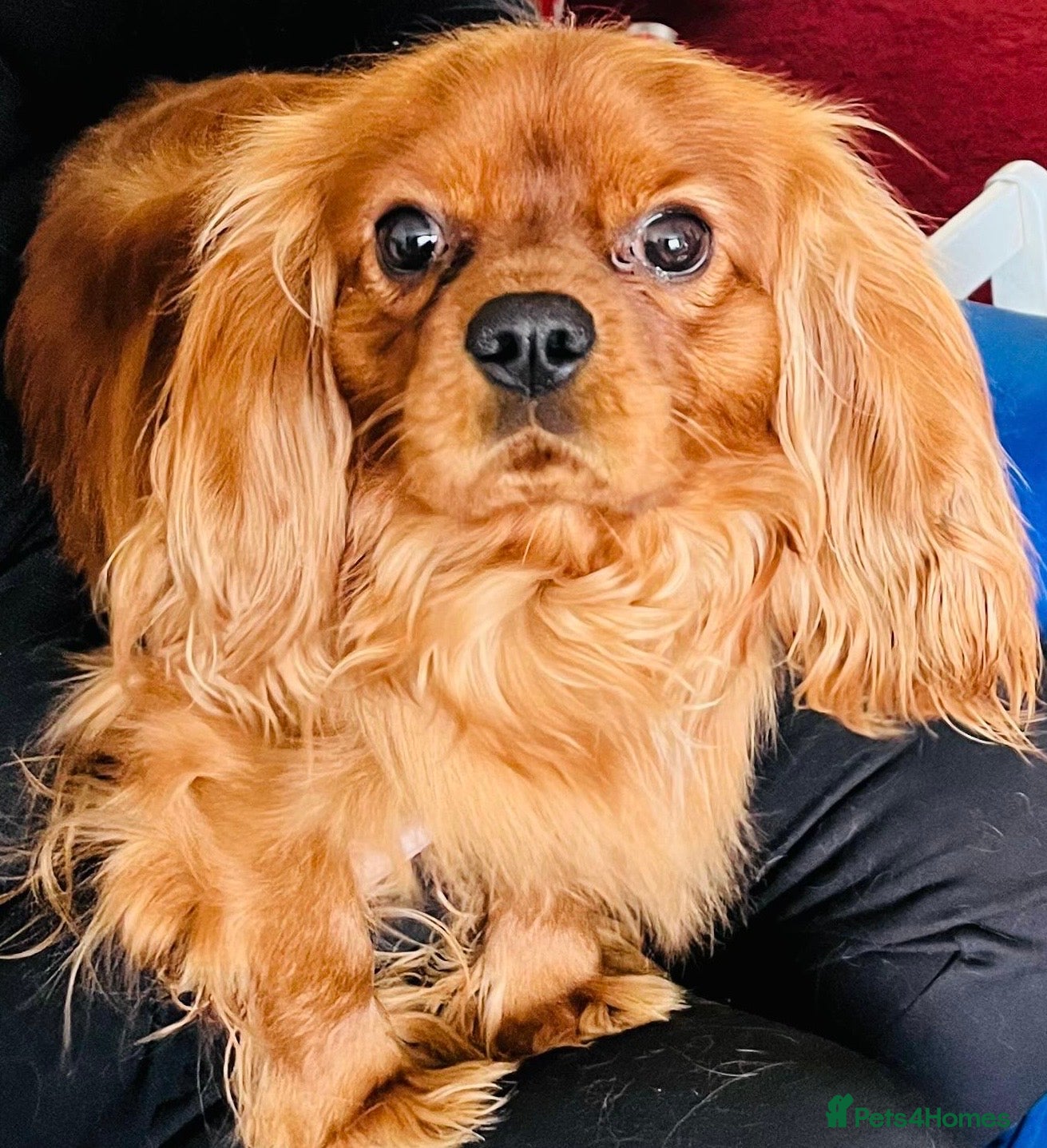 Cavalier King Charles Spaniel dogs Stud available. Solid Ruby Cavalier King Charles - Advert 13