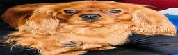 Cavalier King Charles Spaniel dogs for stud: Stud available. Solid Ruby Cavalier King Charles - Advert 1