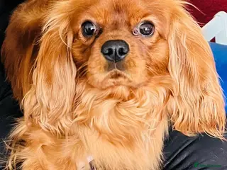 Cavalier King Charles Spaniel dogs Stud available. Solid Ruby Cavalier King Charles - Advert 1
