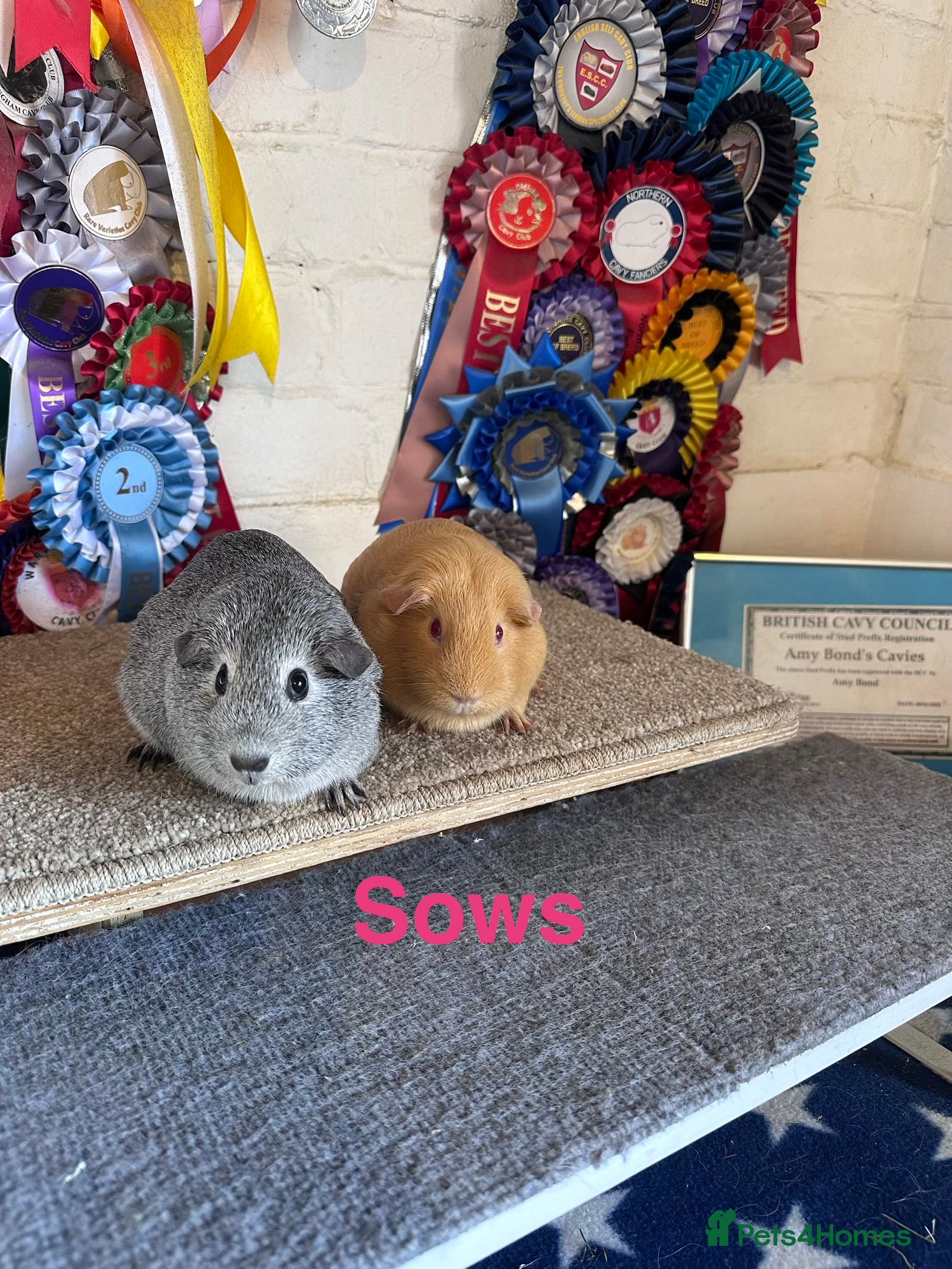 Guinea Pig rodents Guinea pigs Boars Sows - Advert 1