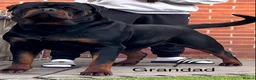 Rottweiler dogs for sale: Top quality KC Reg Rottweiler puppies  - Advert 3